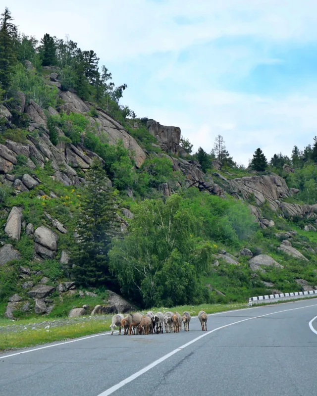 Die gut ausgebaute Straße zwischen der Stadt Katon-Karagy und dem Dorf Berel' nahe dem Dreiländereck von Kasachstan, Russland und China ist oft menschenleer. 🐏 Nur tierische Straßensperren wie diese Schafherde halten unsere Fahrt zurück zum Buchtarma-Stausee auf.Habt ein schönes Wochenende! 🌞#Kazakhstan #катонкарагай #вко #travelphotography #kasachstan